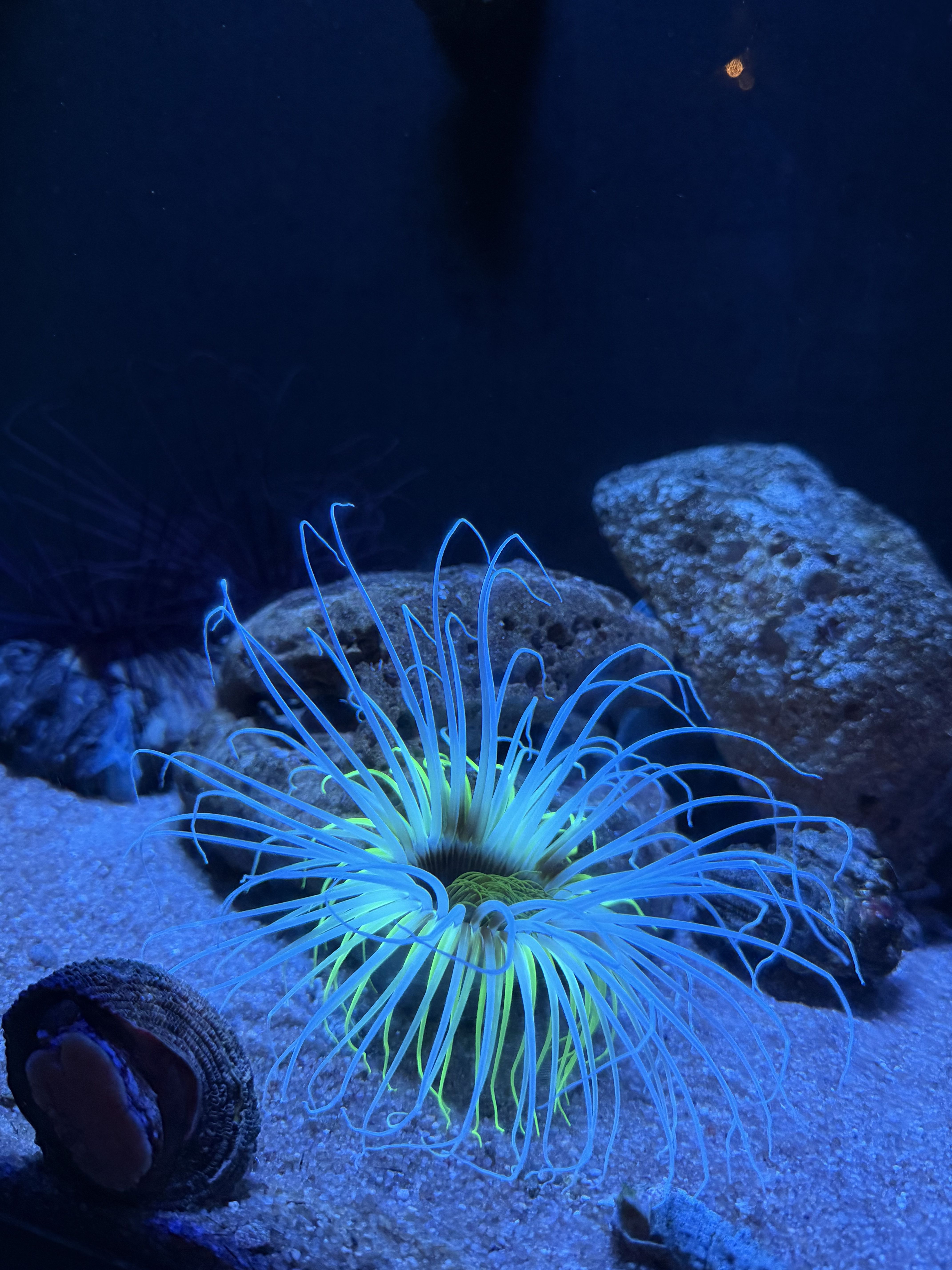 La vida sota l’aigua · Aquàrium de Barcelona FOTO: Yulia Fedoryshyn Shyrokova
