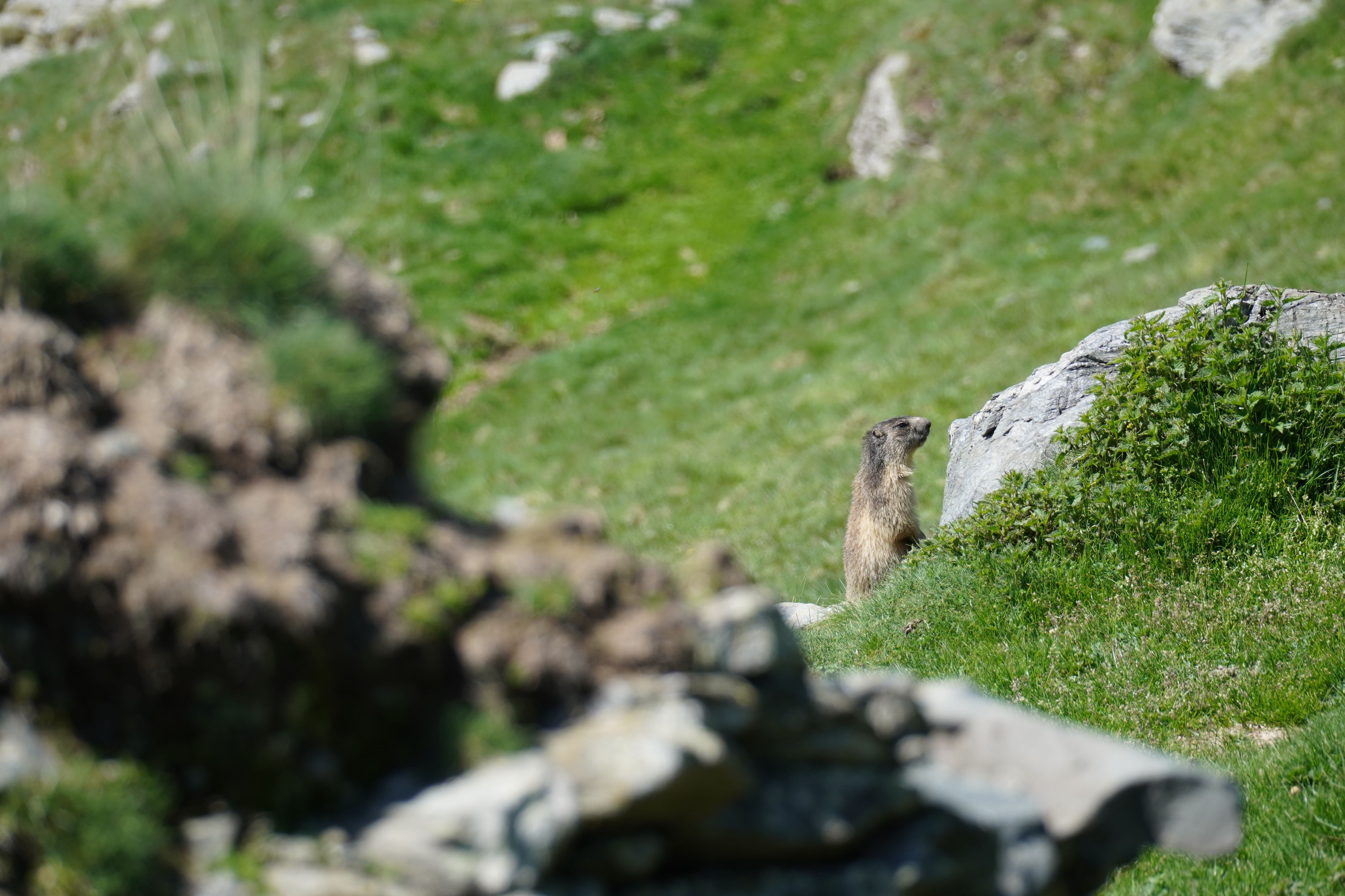 PER FI PUC PIXAR!! · PIRINEU CATALA FOTO: SOLE CRUCES FIDALGO
