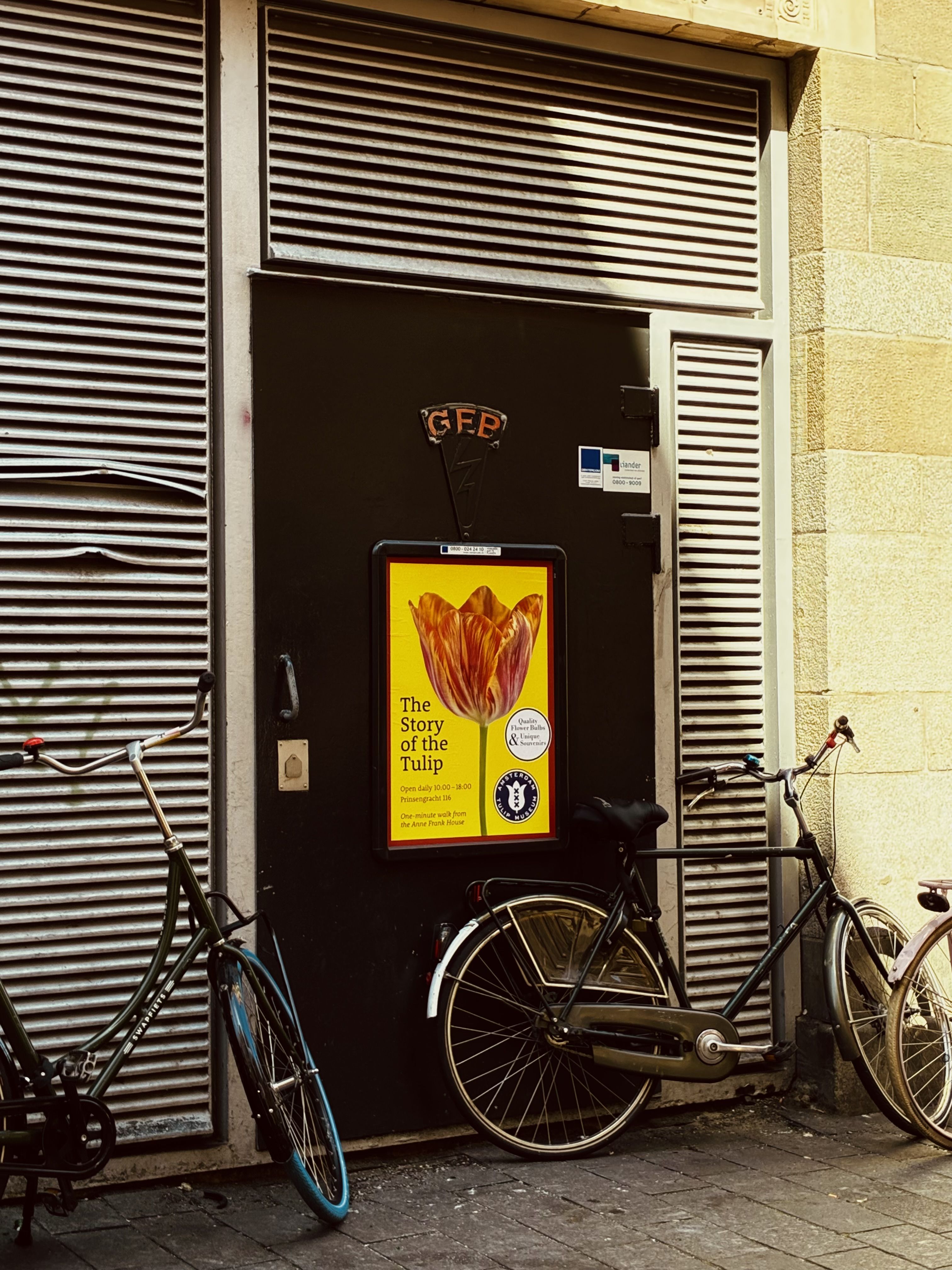 Racó de tulipes · Amsterdam FOTO: Carla Márquez Rodríguez