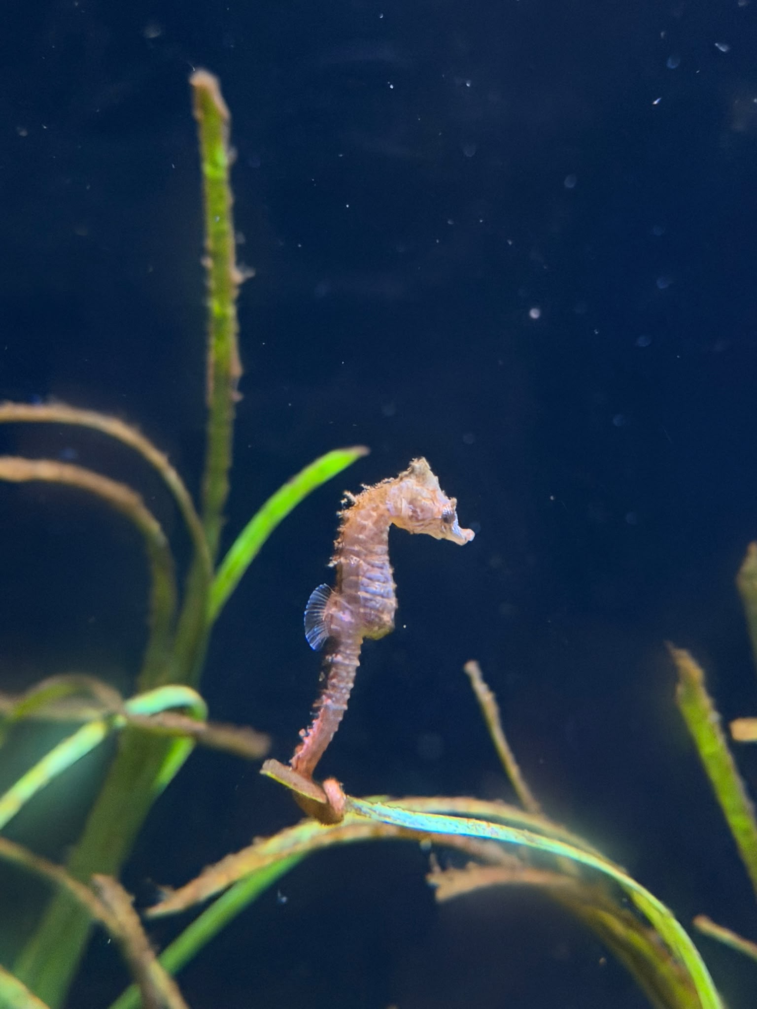 Un cavallet pensatiu · Aquàrium Barcelona FOTO: Dariel Garmilla