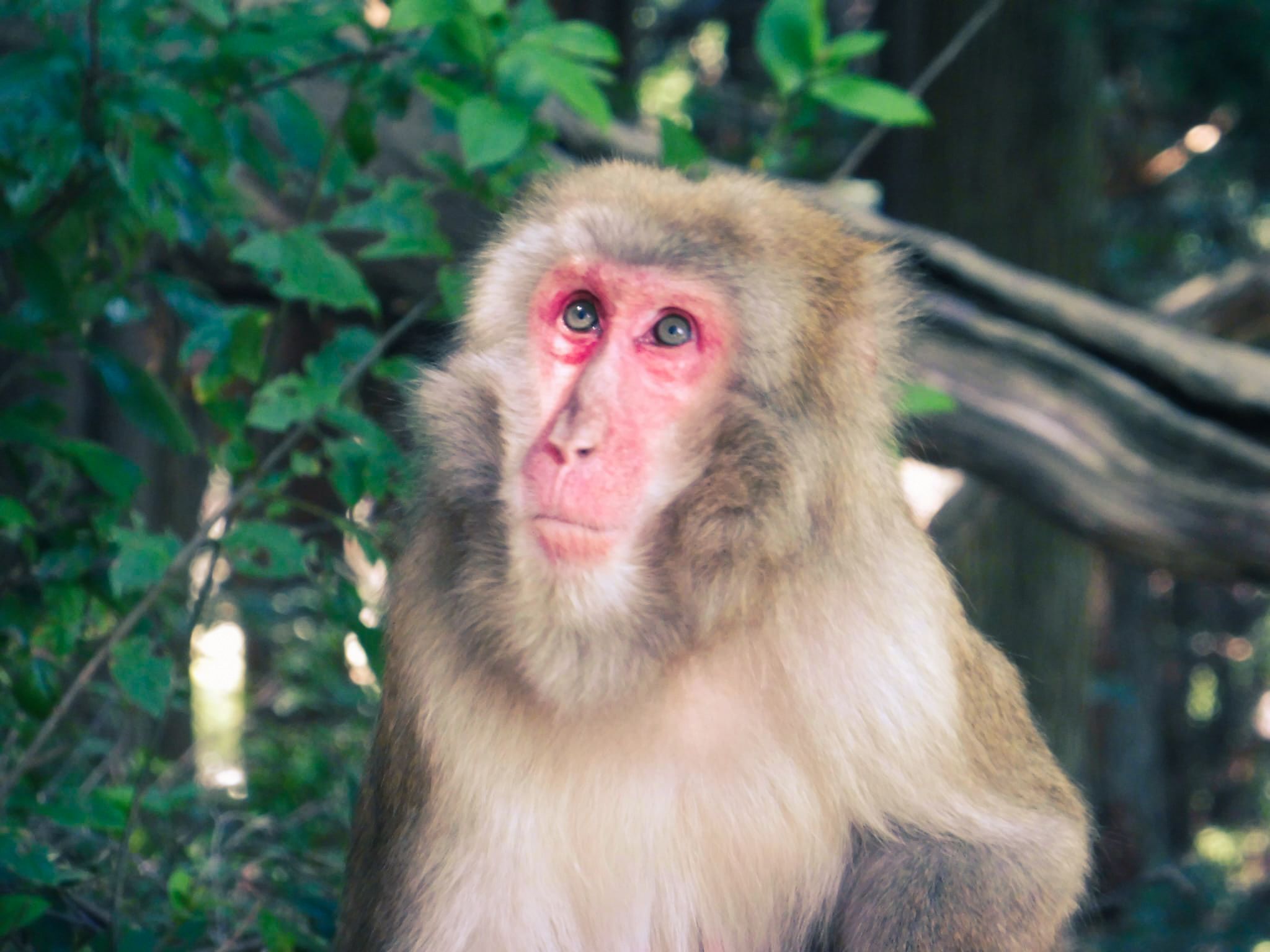 Una mirada a la natura · Kioto, Japó FOTO: Laia Carmona Fabre