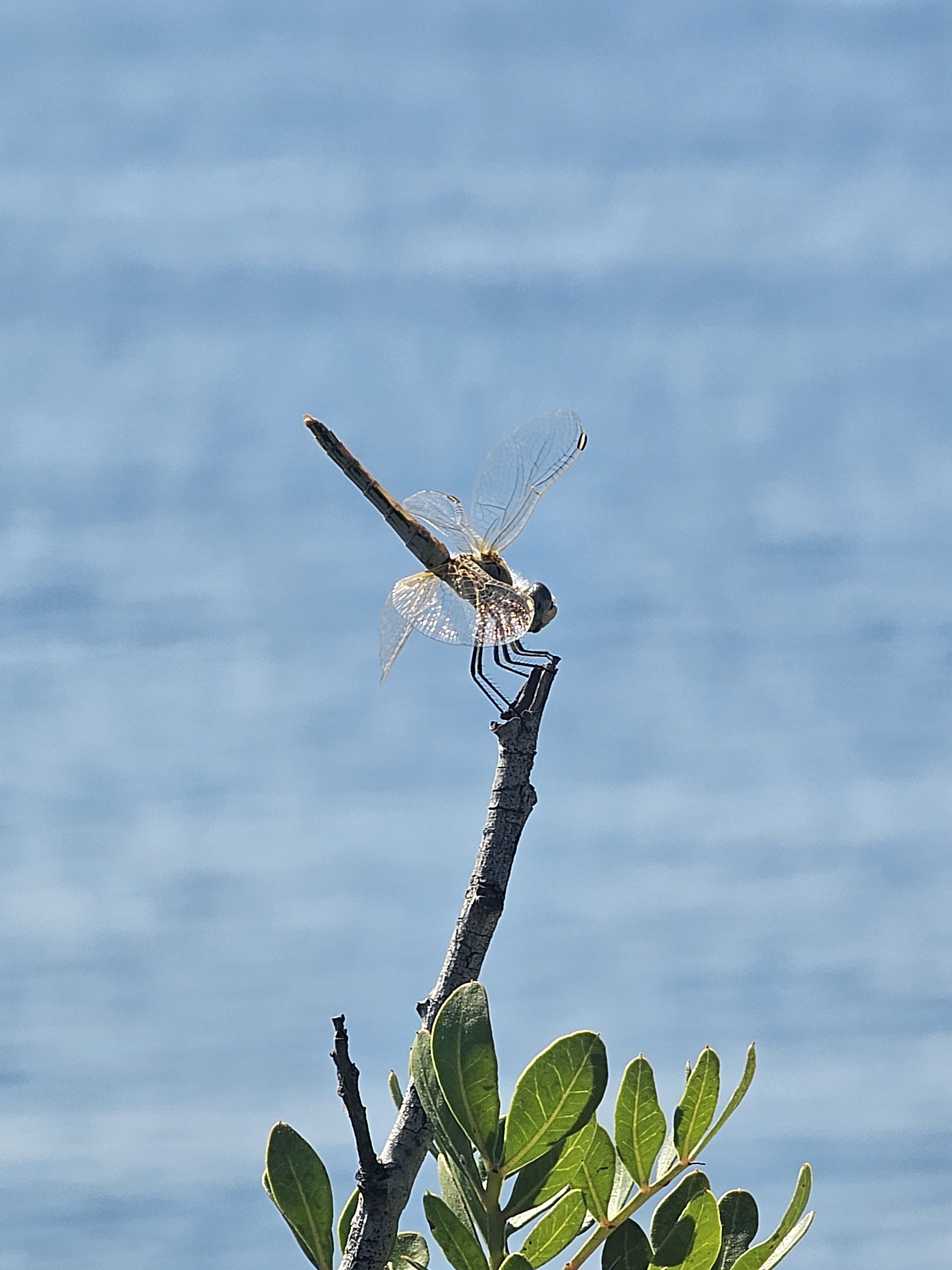 El vol que es va aturar · Ametlla de Mar FOTO: Encarni Molina Rodríguez